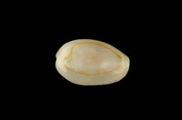 藏品(金環寶螺)的圖片